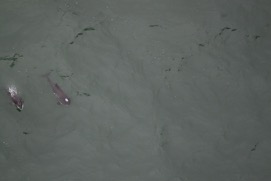 Missing Picture